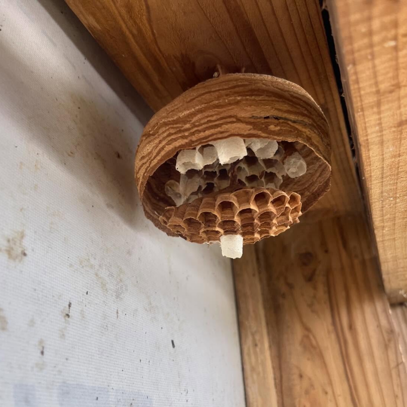 その他・白アリ駆除等